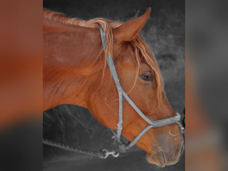Lusitano Mix Wałach 4 lat 164 cm Kasztanowata in Silves