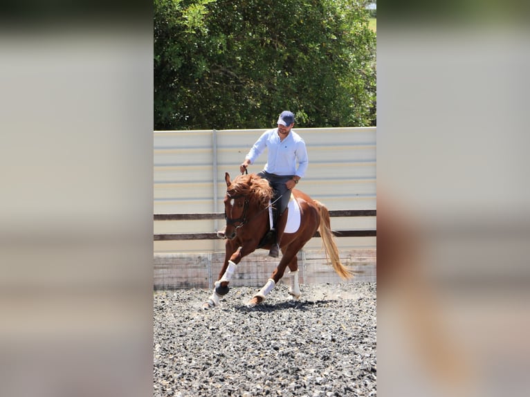 Lusitano Mix Wałach 4 lat 164 cm Kasztanowata in Silves