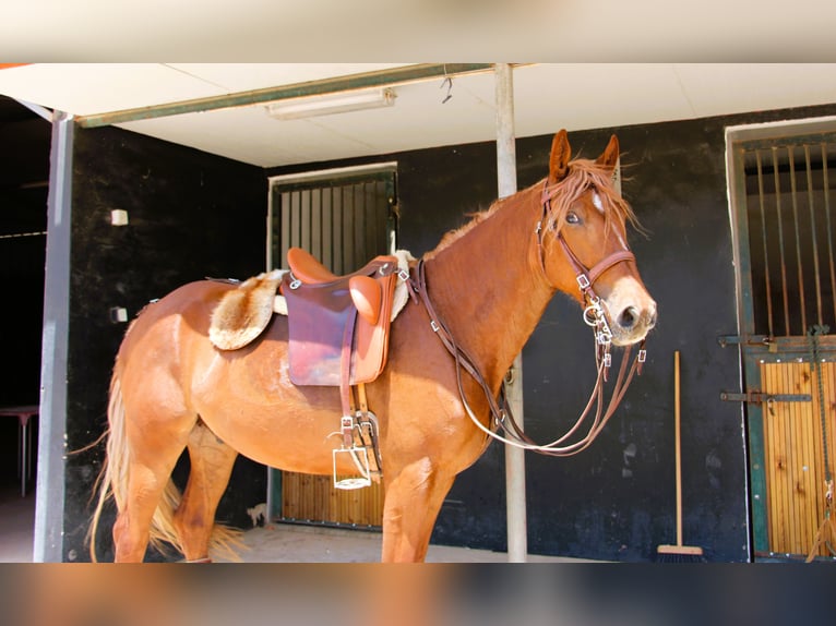 Lusitano Mix Wałach 4 lat 164 cm Kasztanowata in Silves