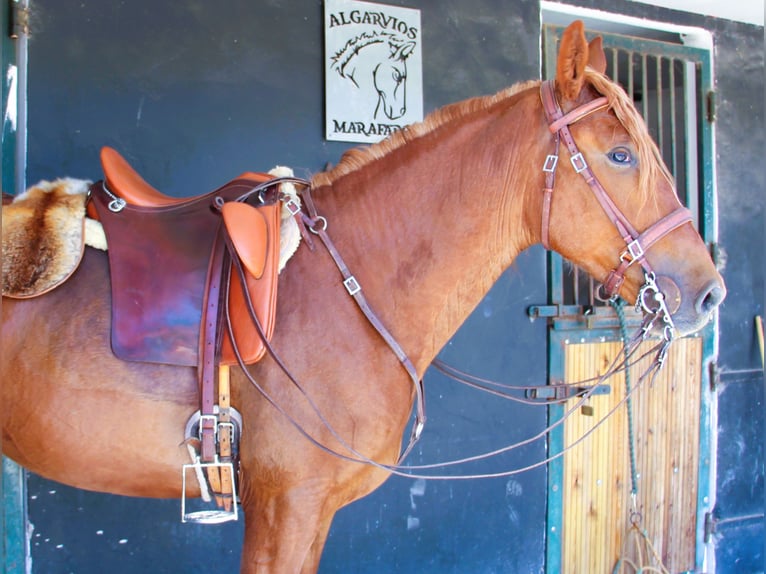 Lusitano Mix Wałach 4 lat 164 cm Kasztanowata in Silves