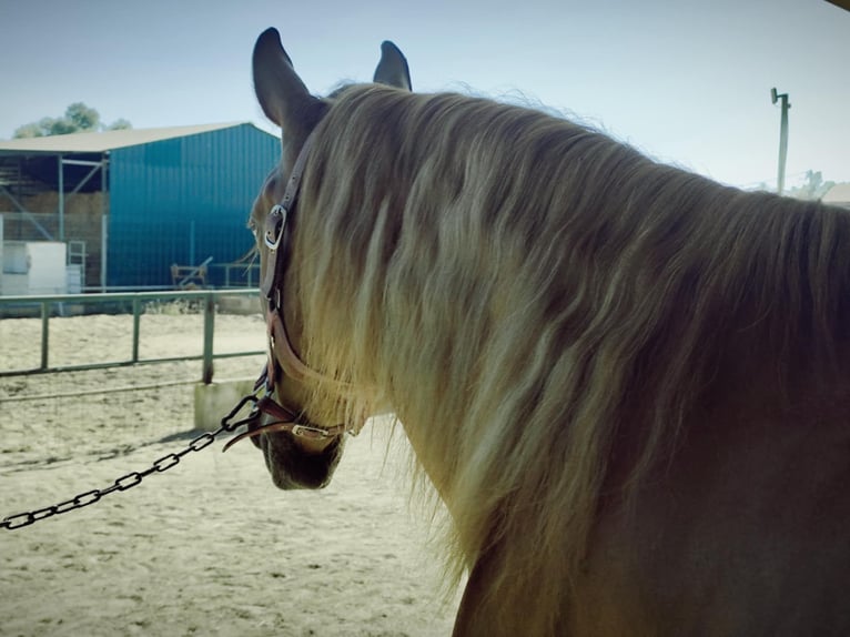 Lusitano Mix Wałach 4 lat 165 cm Kasztanowata in Silves