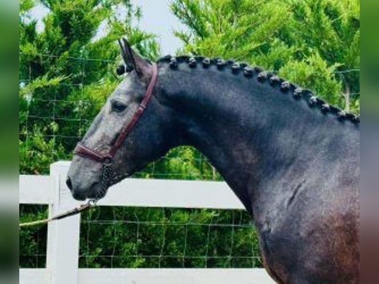 Lusitano Mix Wałach 4 lat 165 cm Siwa in Santander