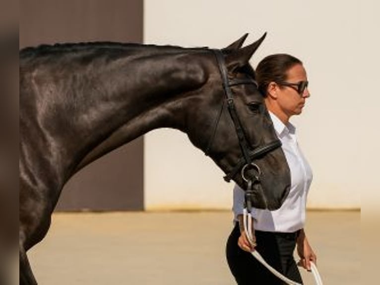 Lusitano Mix Wałach 4 lat 165 cm Siwa in Sevilla