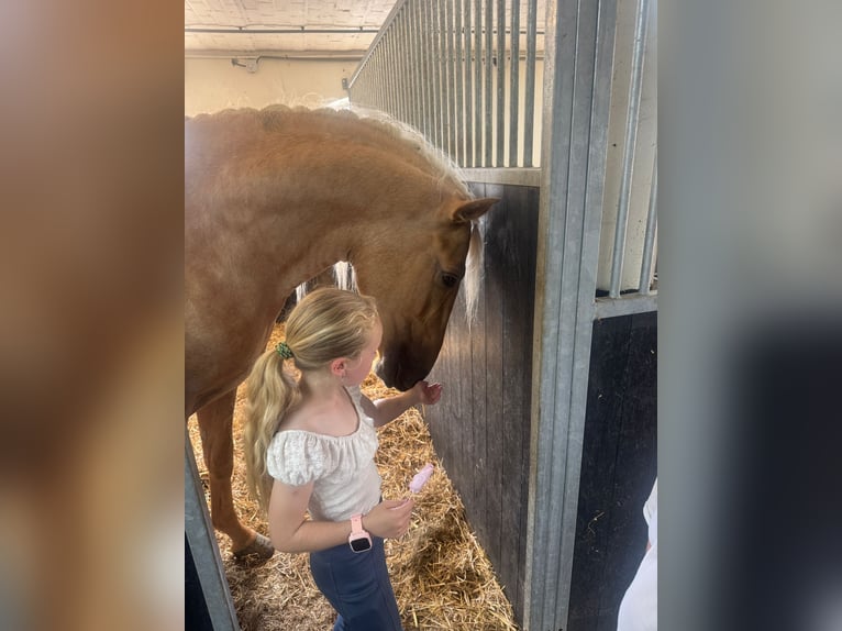 Lusitano Wałach 4 lat 166 cm Izabelowata in Feuchtwangen