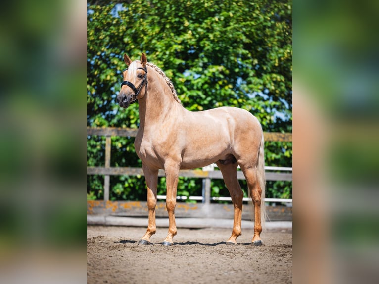 Lusitano Wałach 4 lat 166 cm Izabelowata in Feuchtwangen