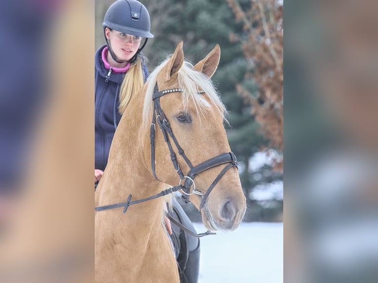 Lusitano Wałach 4 lat 170 cm Izabelowata in Teldau