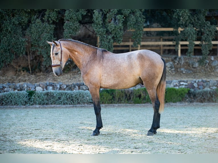 Lusitano Wałach 4 lat Siwa in EL GASTOR