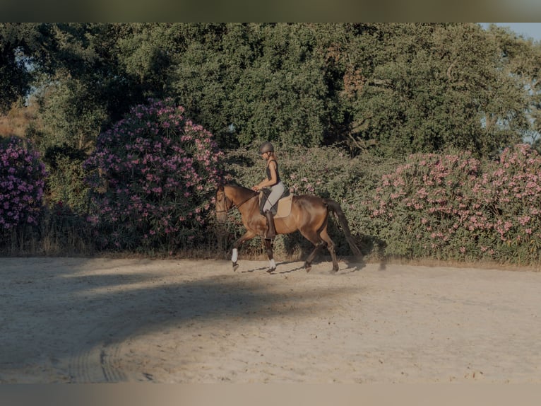 Lusitano Wałach 5 lat 155 cm Bułana in Vila Viçosa