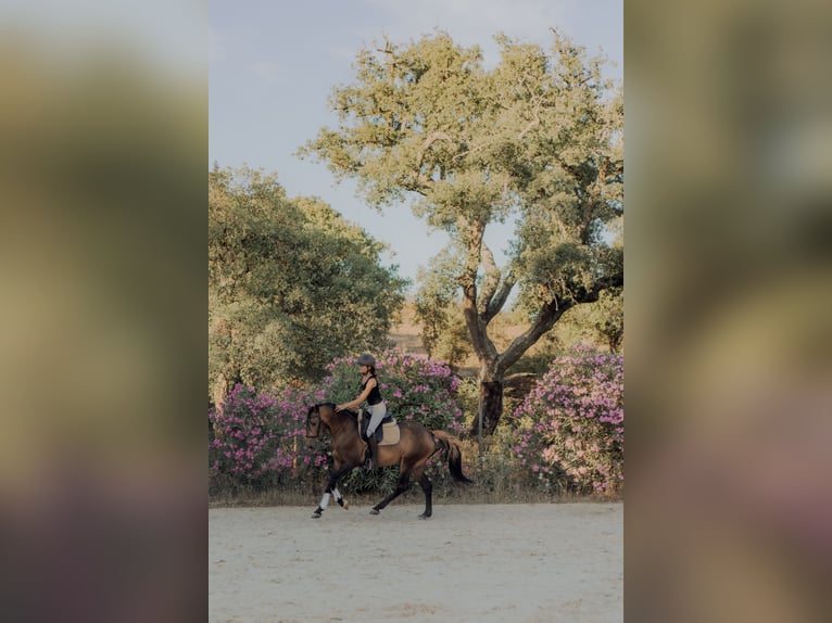 Lusitano Wałach 5 lat 155 cm Bułana in Vila Viçosa