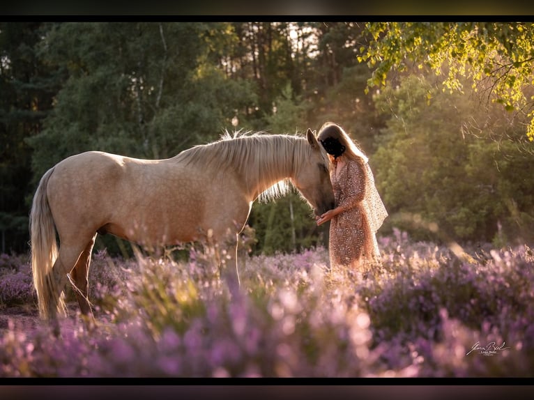 Lusitano Mix Wałach 5 lat 155 cm Izabelowata in Melle