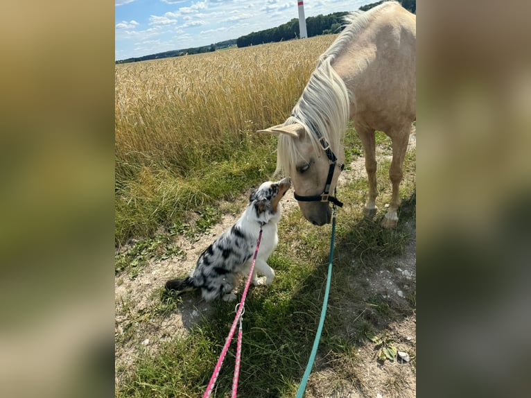 Lusitano Mix Wałach 5 lat 155 cm Izabelowata in Melle