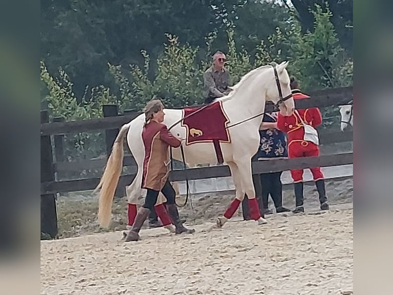Lusitano Wałach 5 lat 157 cm Cremello in lessines