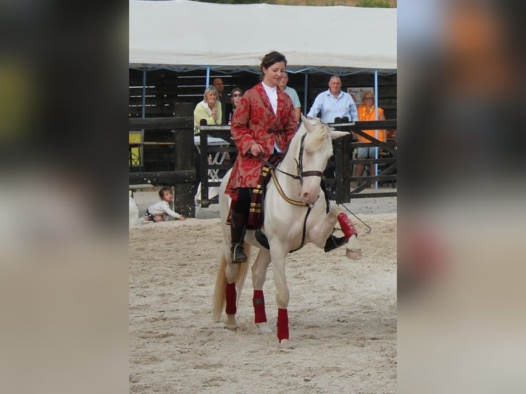 Lusitano Wałach 5 lat 157 cm Cremello in lessines