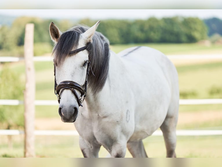 Lusitano Wałach 5 lat 157 cm Siwa in Pinkafeld