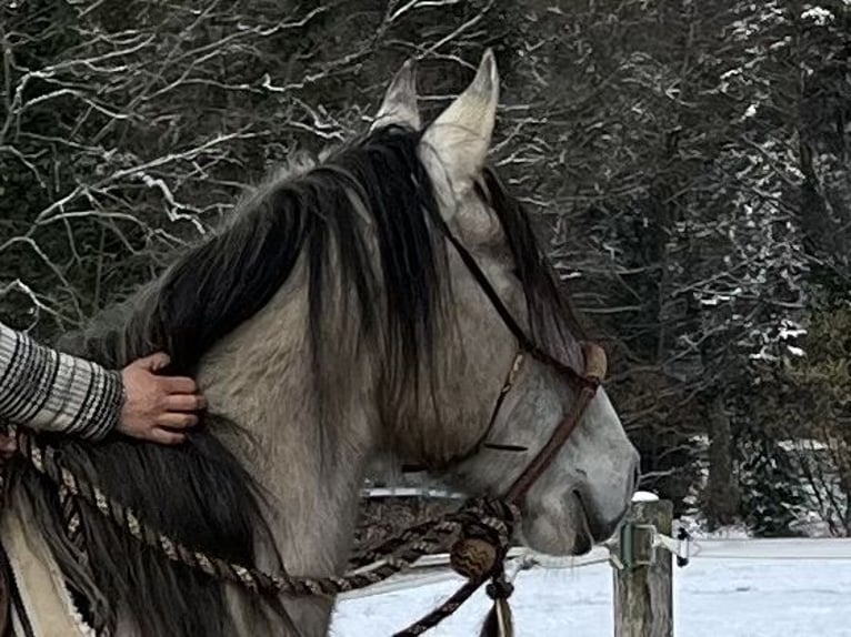 Lusitano Wałach 5 lat 160 cm Bułana in Amlikon-Bissegg