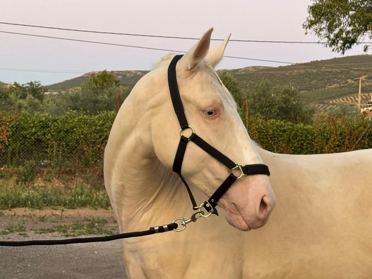 Lusitano Wałach 5 lat 160 cm Cremello in La Rioja
