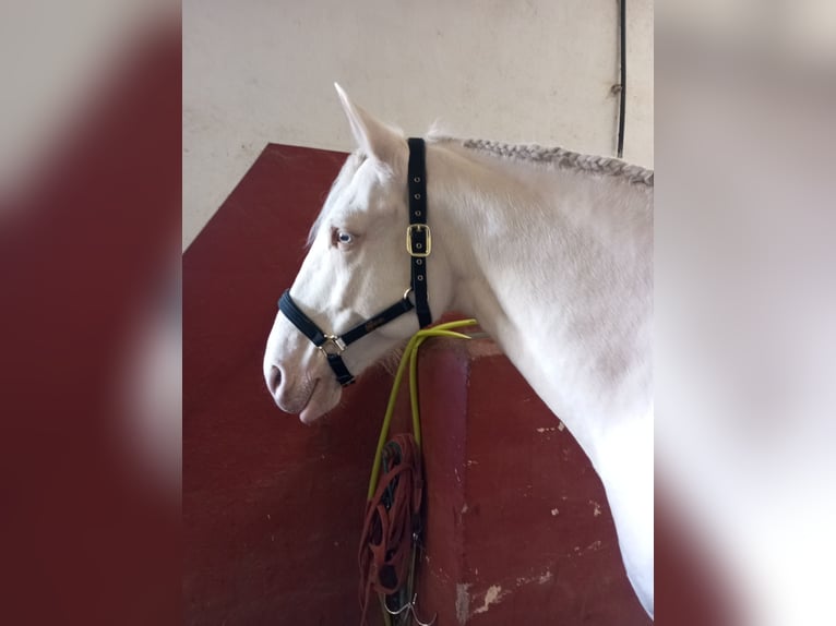 Lusitano Wałach 5 lat 160 cm Cremello in La Rioja