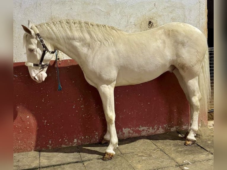 Lusitano Wałach 5 lat 160 cm Cremello in La Rioja