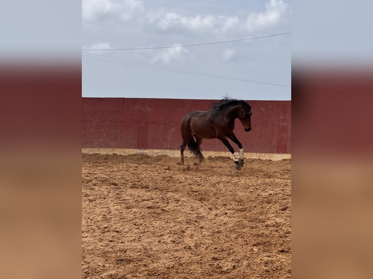 Lusitano Wałach 5 lat 160 cm Gniada in Lissabon