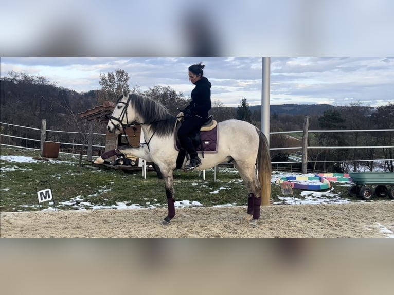 Lusitano Wałach 5 lat 160 cm Może być siwy in Pinkafeld