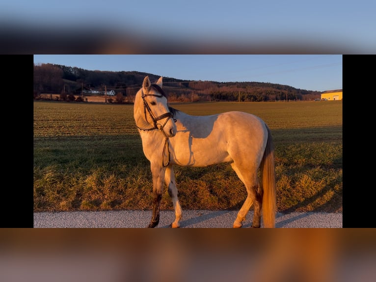 Lusitano Wałach 5 lat 160 cm Może być siwy in Pinkafeld
