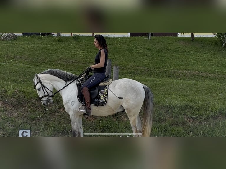 Lusitano Wałach 5 lat 160 cm Może być siwy in Pinkafeld