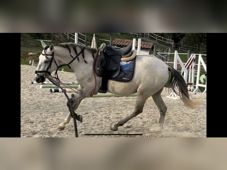 Lusitano Wałach 5 lat 160 cm Może być siwy in Pinkafeld