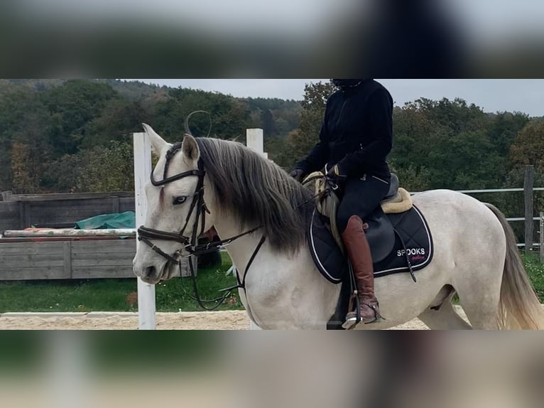 Lusitano Wałach 5 lat 160 cm Może być siwy in Pinkafeld