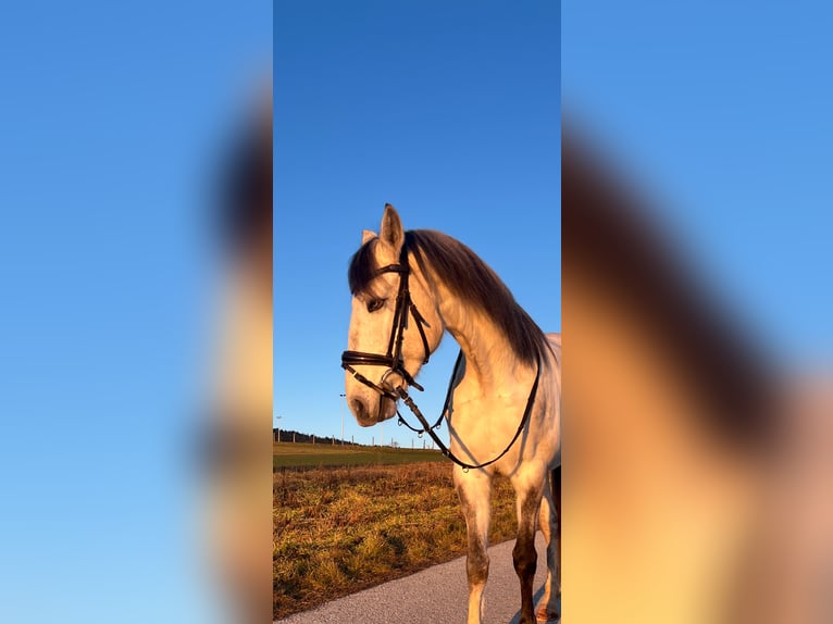 Lusitano Wałach 5 lat 160 cm Może być siwy in Pinkafeld