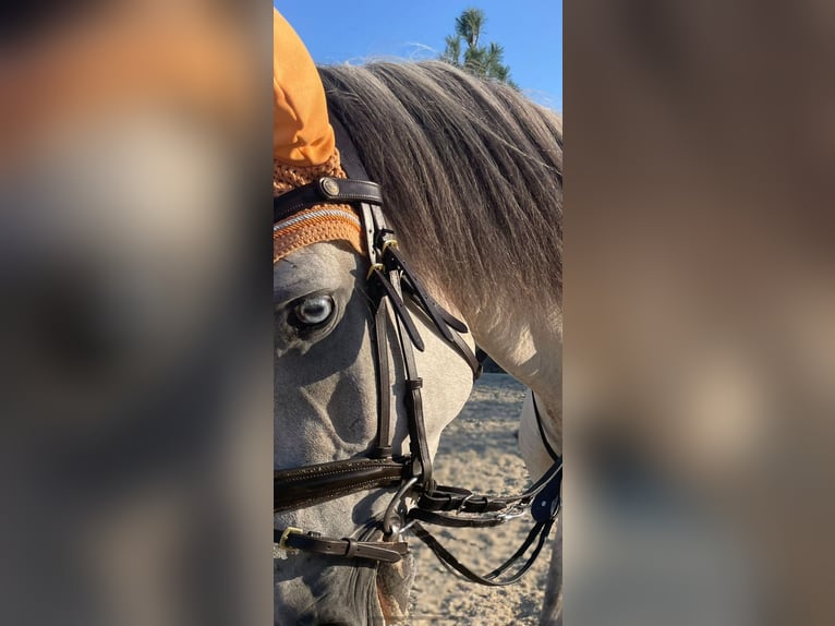 Lusitano Wałach 5 lat 160 cm Może być siwy in Pinkafeld