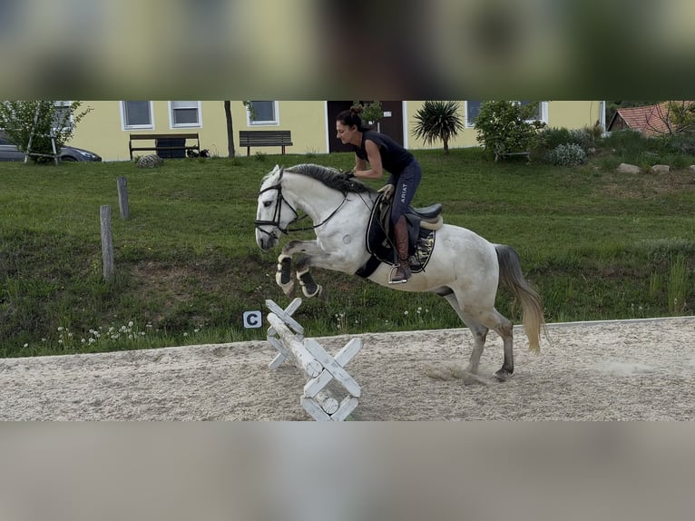 Lusitano Wałach 5 lat 160 cm Może być siwy in Pinkafeld