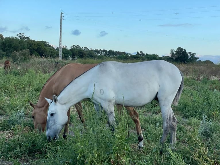 Lusitano Wałach 5 lat 160 cm Może być siwy in Pinkafeld