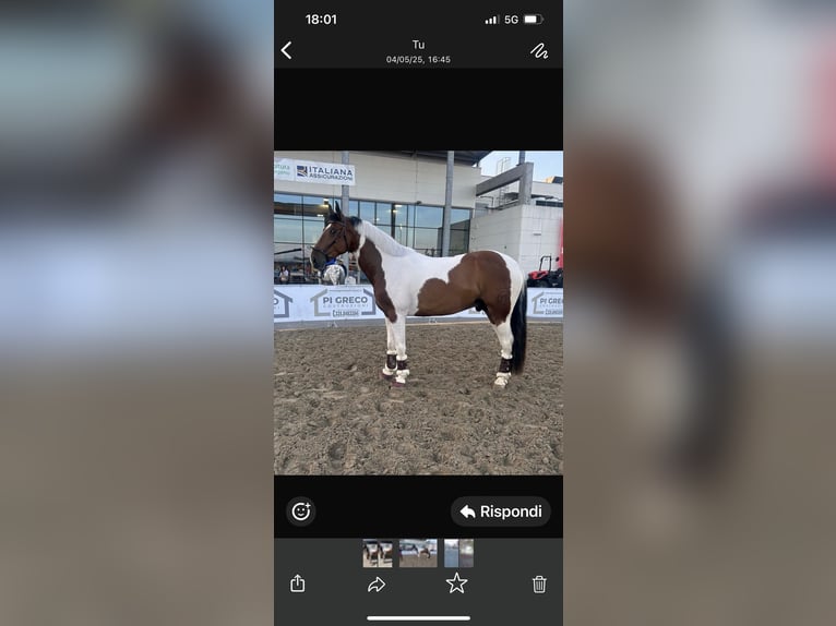 Lusitano Mix Wałach 5 lat 160 cm Tobiano wszelkich maści in Cologno Al Serio
