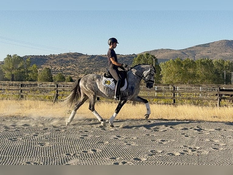 Lusitano Wałach 5 lat 161 cm Siwa in Guadarrama