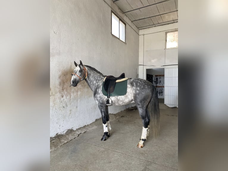 Lusitano Wałach 5 lat 161 cm Siwa in Guadarrama