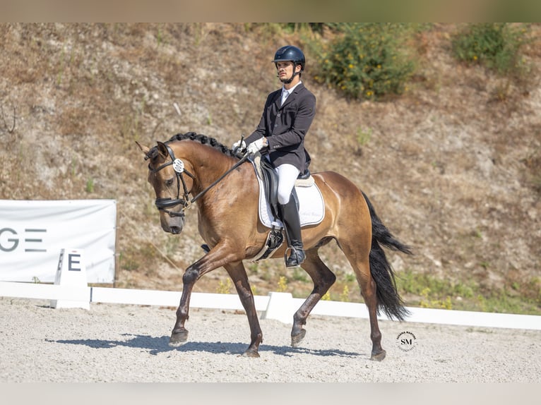Lusitano Wałach 5 lat 162 cm Jelenia in Rio Maior