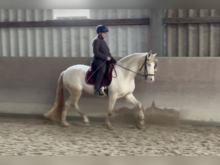 Lusitano Wałach 5 lat 164 cm Perlino in Weinheim