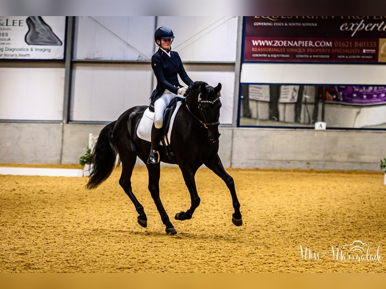 Lusitano Wałach 5 lat 165 cm Kara in ESSEX