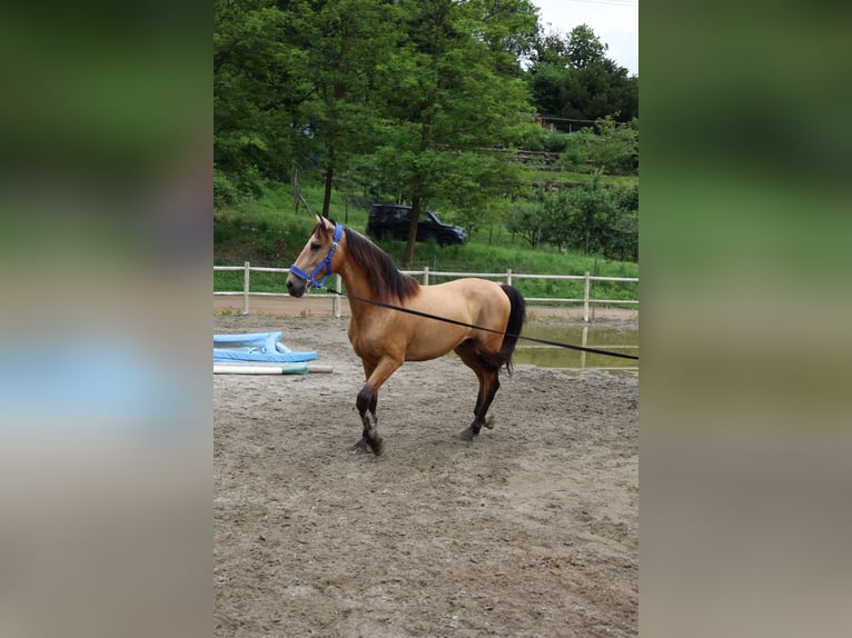 Lusitano Wałach 5 lat 165 cm in Varese