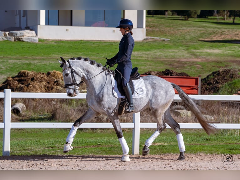 Lusitano Wałach 5 lat 165 cm Siwa jabłkowita in Beaulieu