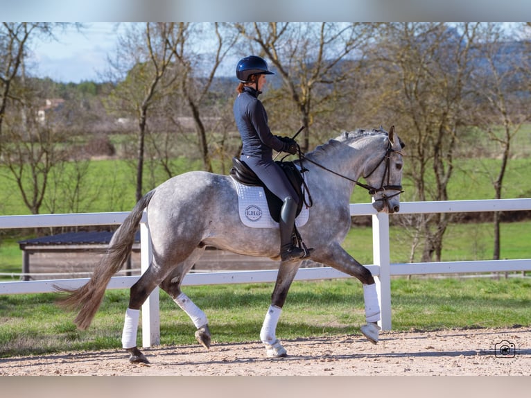 Lusitano Wałach 5 lat 165 cm Siwa jabłkowita in Beaulieu