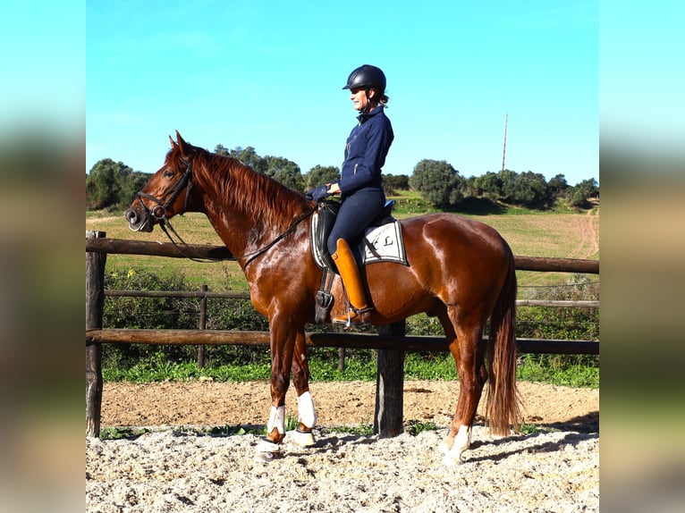 Lusitano Wałach 5 lat 170 cm Kasztanowata in Ribamar