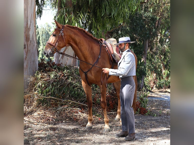Lusitano Wałach 5 lat 170 cm Kasztanowata in Ribamar