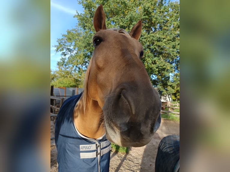 Lusitano Wałach 5 lat 173 cm Izabelowata in Heilsbronn
