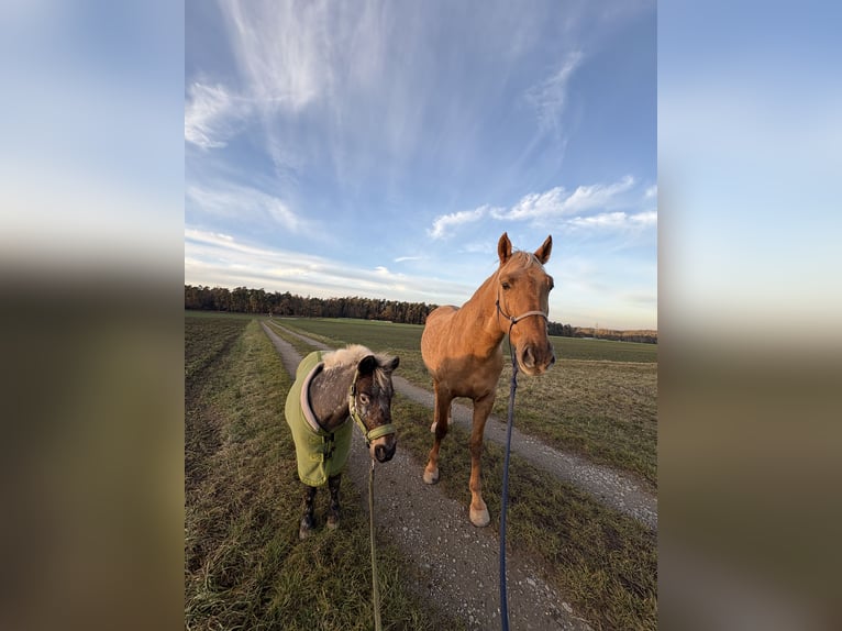 Lusitano Wałach 5 lat 173 cm Izabelowata in Heilsbronn