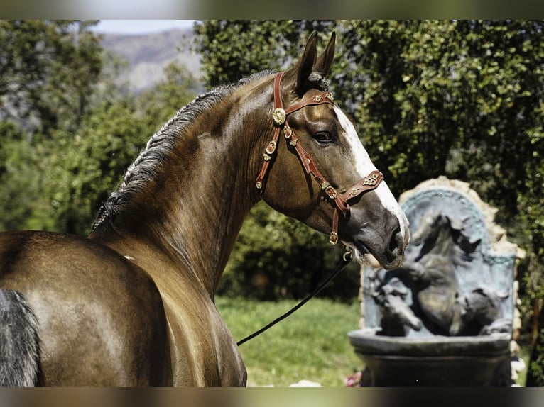 Lusitano Mix Wałach 5 lat 174 cm Izabelowata in Madrid