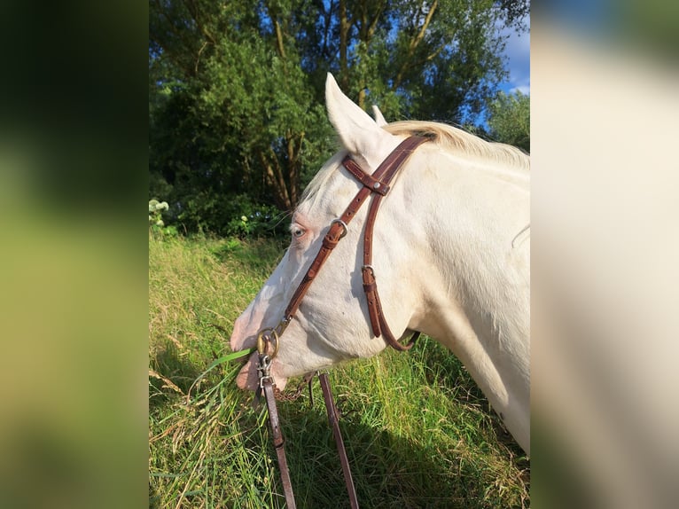 Lusitano Mix Wałach 6 lat 153 cm Cremello in Fröndenberg