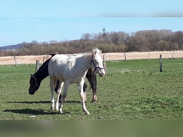 Lusitano Mix Wałach 6 lat 153 cm Cremello in Fröndenberg