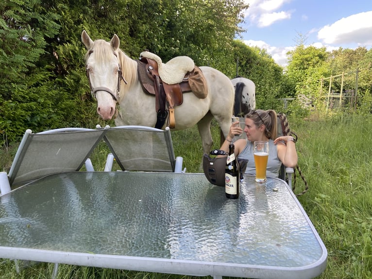 Lusitano Mix Wałach 6 lat 153 cm Cremello in Fröndenberg