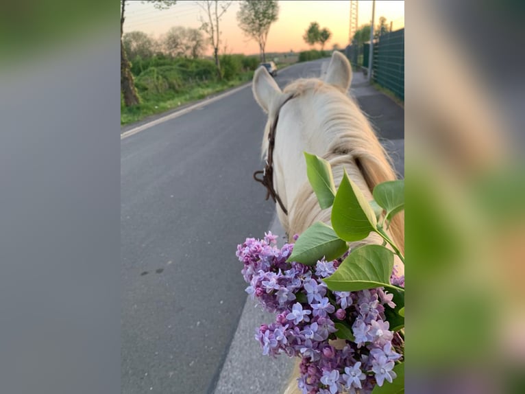 Lusitano Mix Wałach 6 lat 153 cm Cremello in Fröndenberg